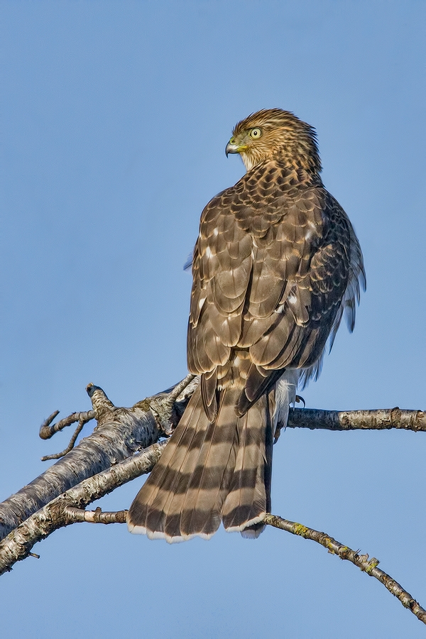 Cooper's Hawk, Blackie Spit Park, Crescent Beach, British Columbia