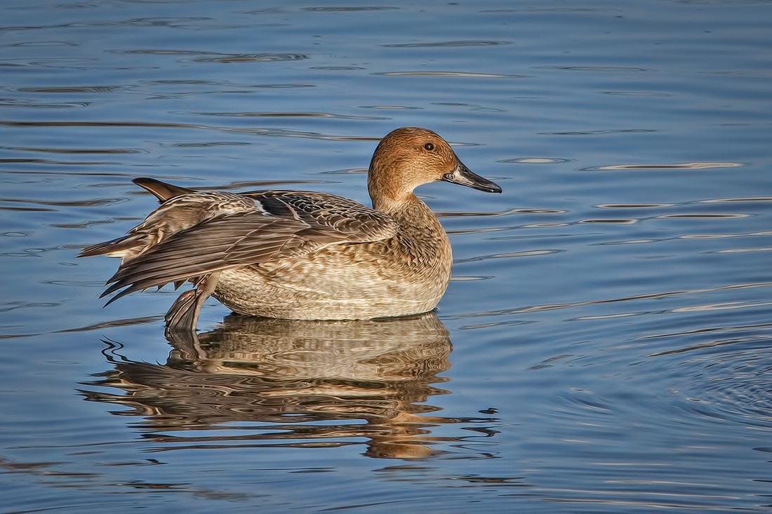 Northern Pintail (Juvenile), Blackie Spit Park, Crescent Beach, British Columbia