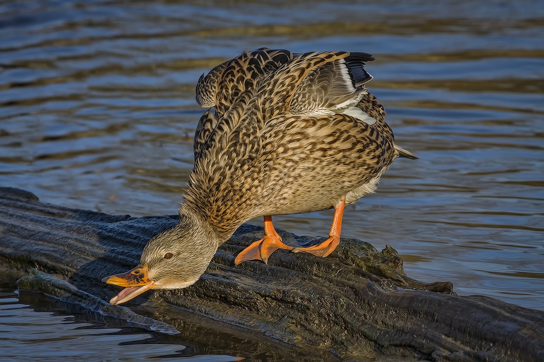 Mallard (Female), Burnaby Lake Regional Park (Piper Spit), Burnaby, British Columbia