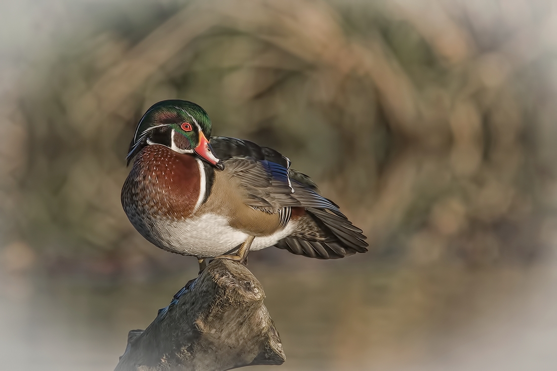 Wood Duck (Male), Burnaby Lake Regional Park (Piper Spit), Burnaby, British Columbia