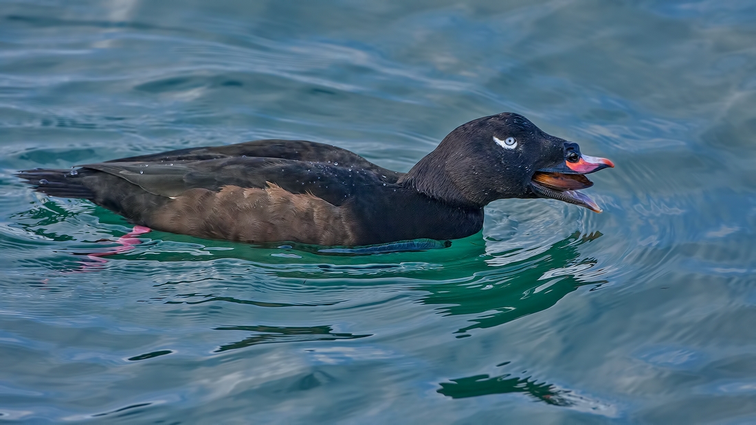 White-Winged Scoter (Male), White Rock, British Columbia