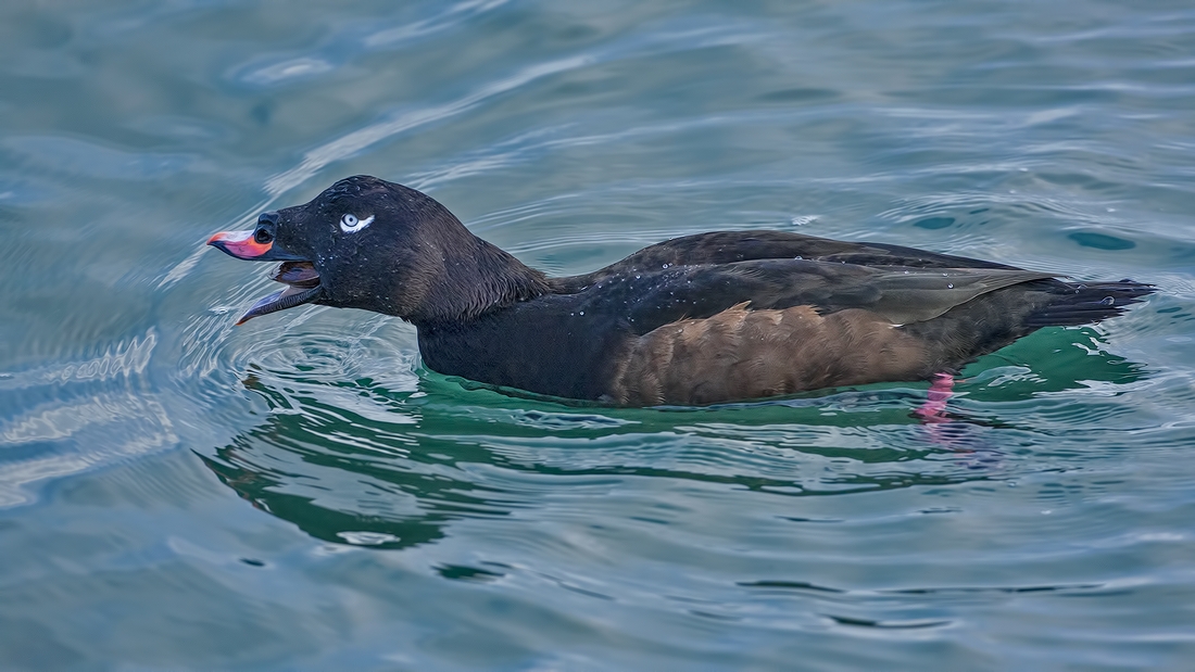 White-Winged Scoter (Male), White Rock, British Columbia