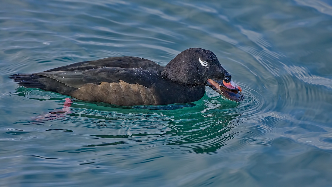 White-Winged Scoter (Male), White Rock, British Columbia