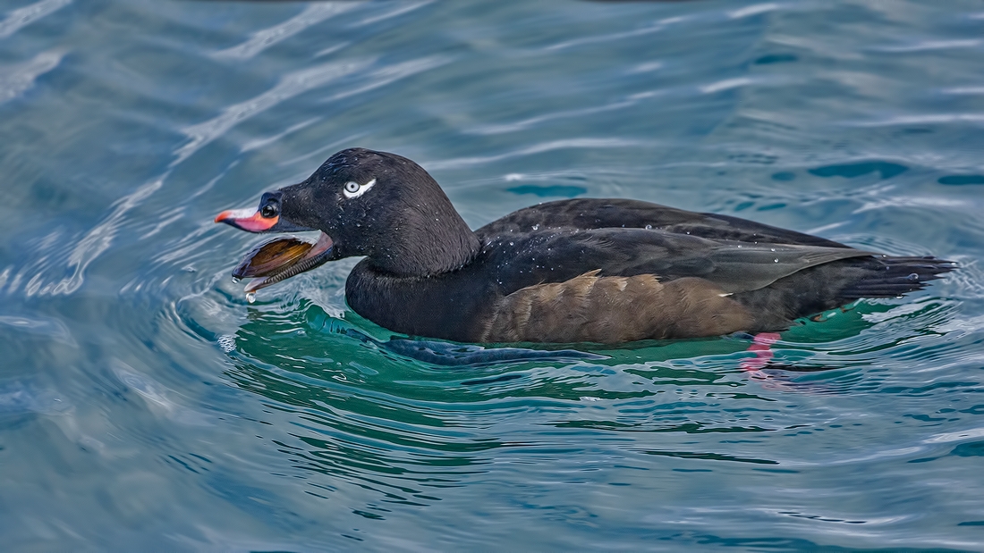 White-Winged Scoter (Male), White Rock, British Columbia