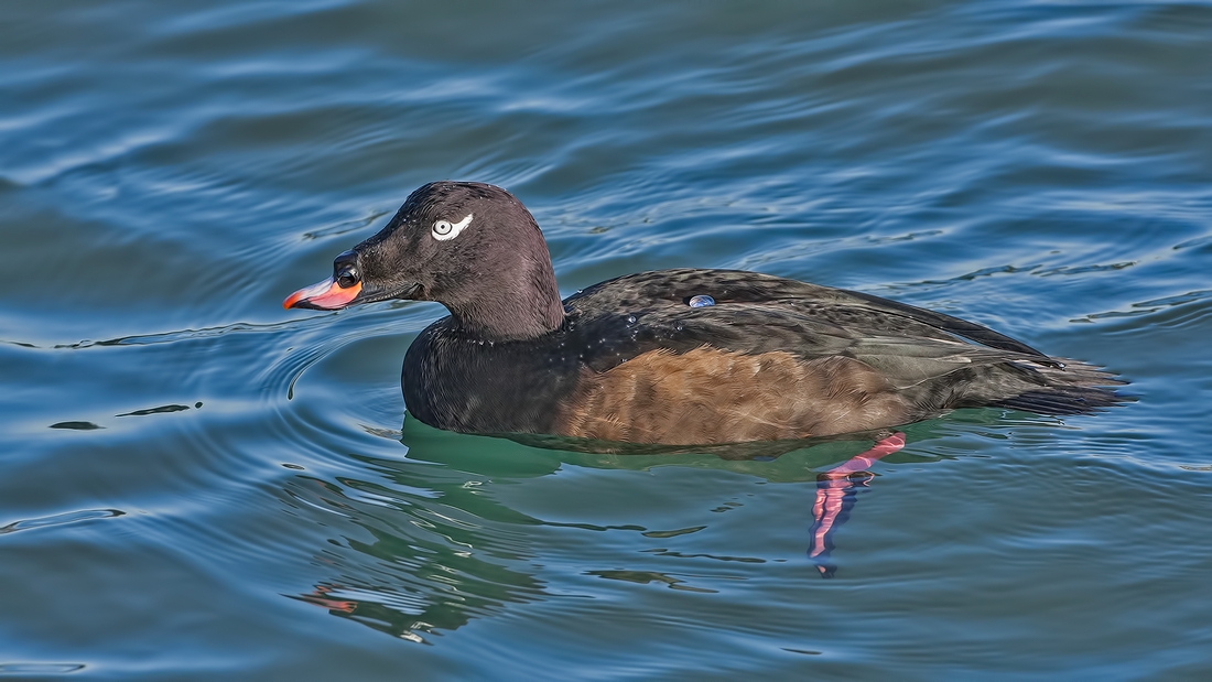 White-Winged Scoter (Male), White Rock, British Columbia