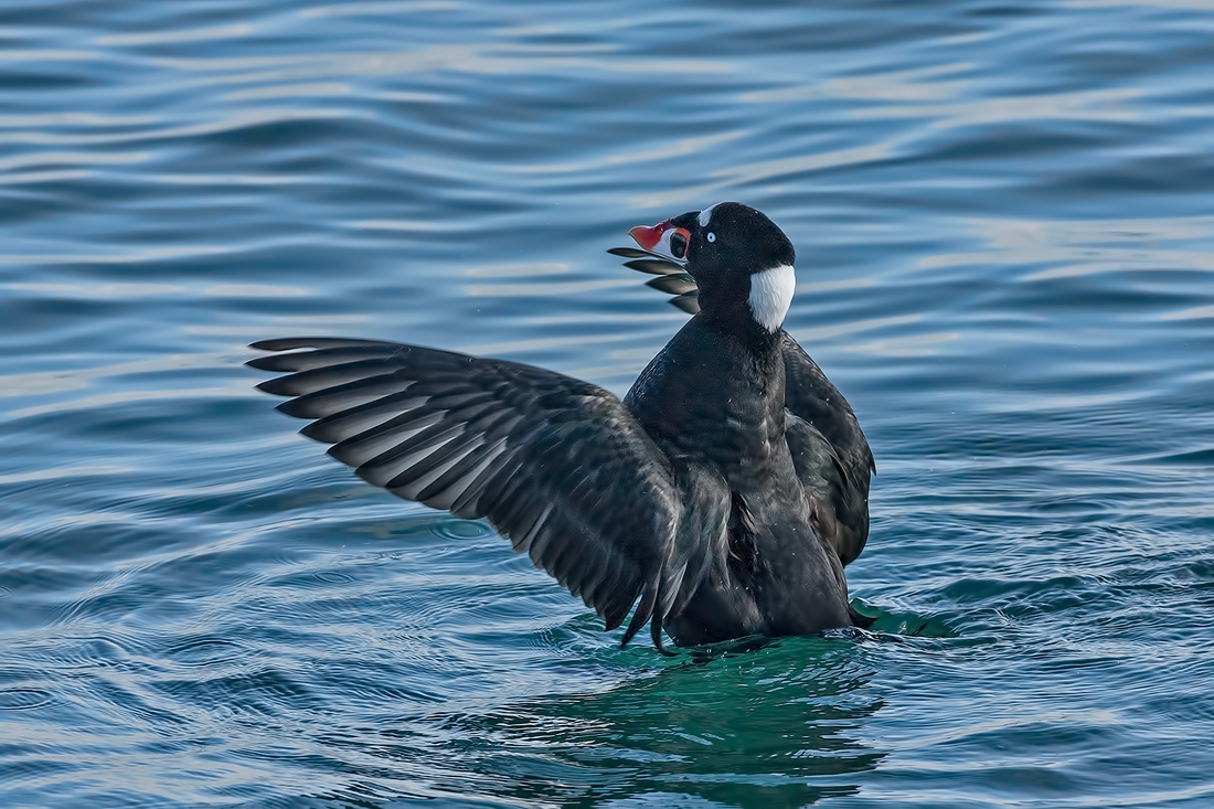 Surf Scoter (Male), White Rock, British Columbia