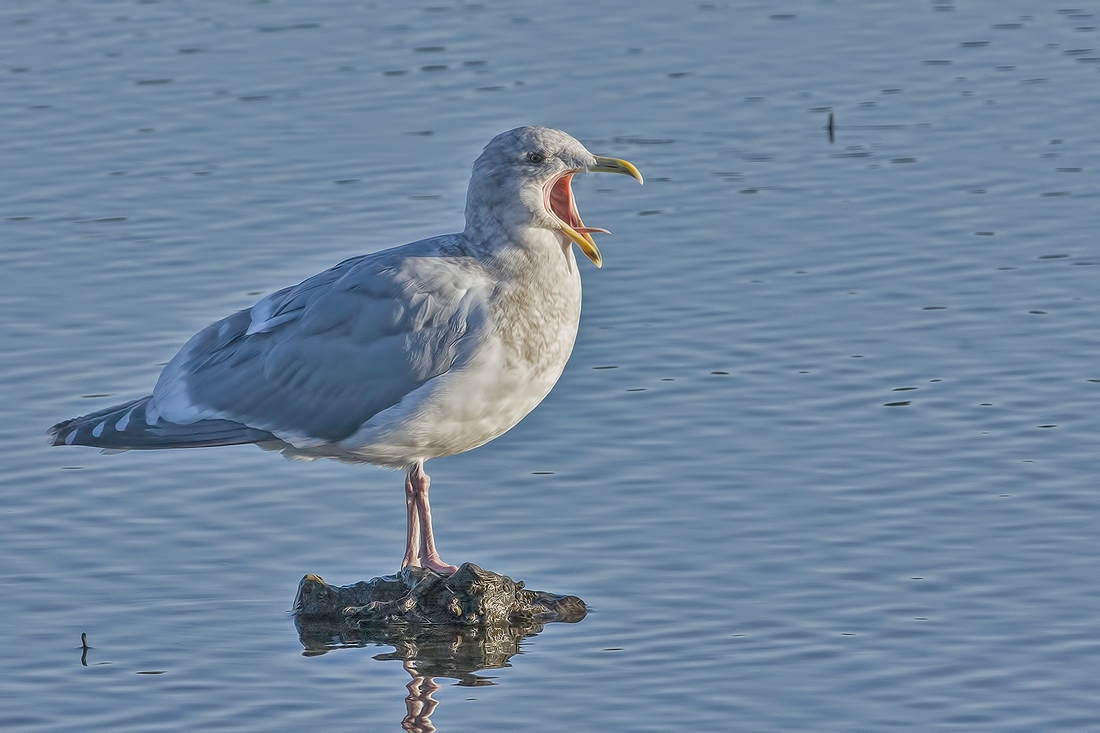 Western Gull (Juvenile), Burnaby Lake Regional Park (Piper Spit), Burnaby, British Columbia