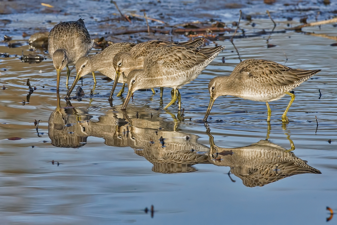 Long-Billed Dowitchers, Burnaby Lake Regional Park (Piper Spit), Burnaby, British Columbia