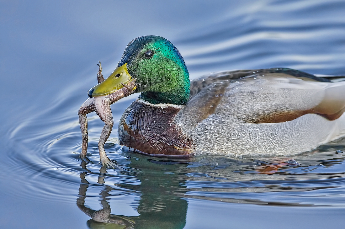 Mallard (Male Dining On Frog), Burnaby Lake Regional Park (Piper Spit), Burnaby, British Columbia