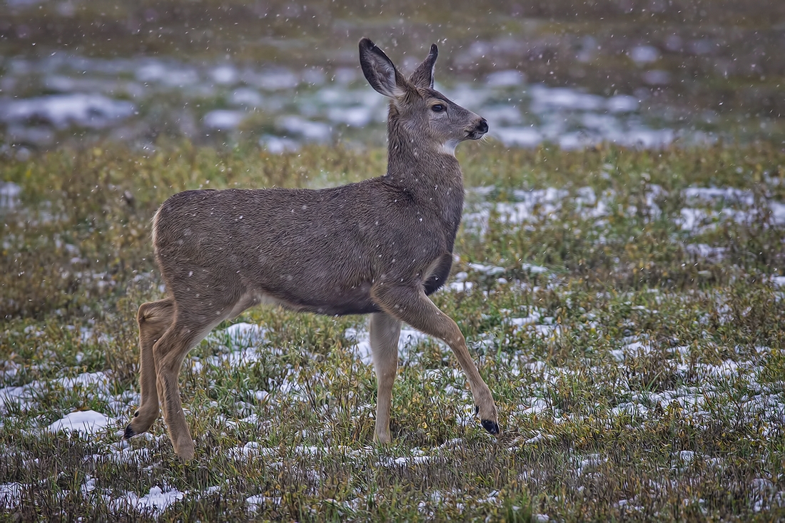 Mule Deer (Female), Near Armstrong, British Columbia