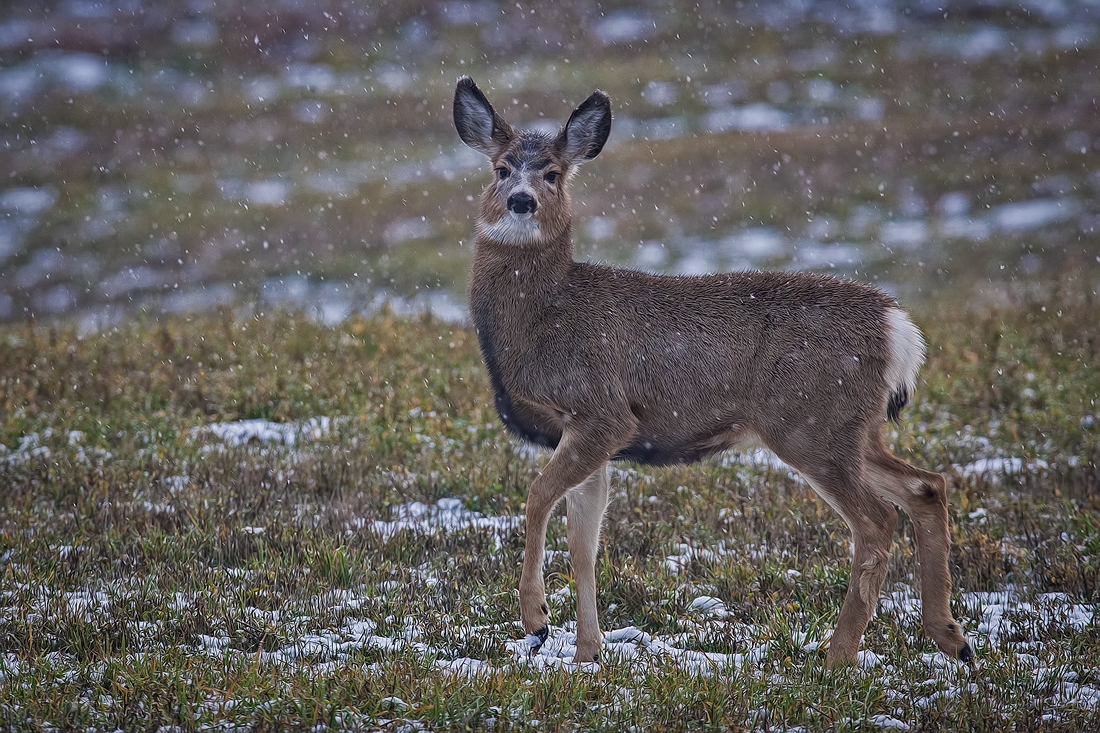 Mule Deer (Female), Near Armstrong, British Columbia