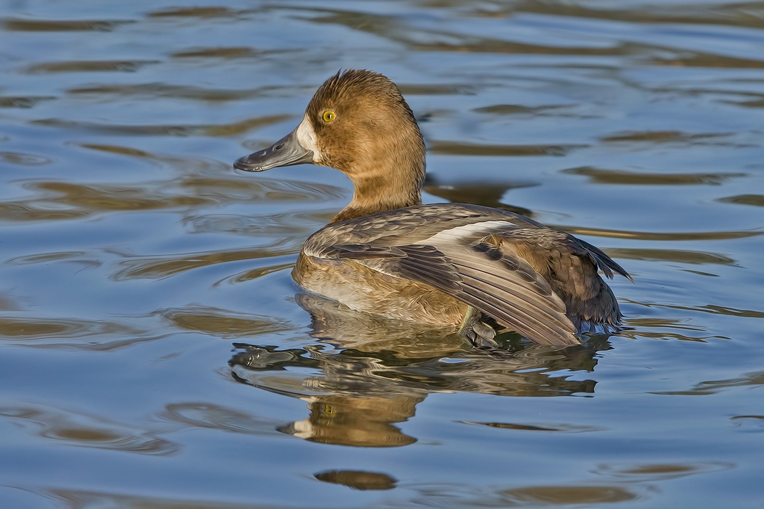 Lesser Scaup (Female), Burnaby Lake Regional Park (Piper Spit), Burnaby, British Columbia