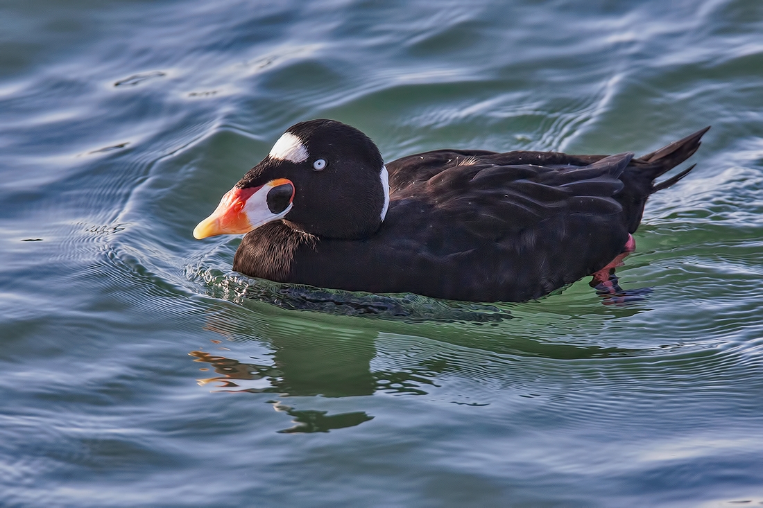 Surf Scoter (Male), White Rock, British Columbia