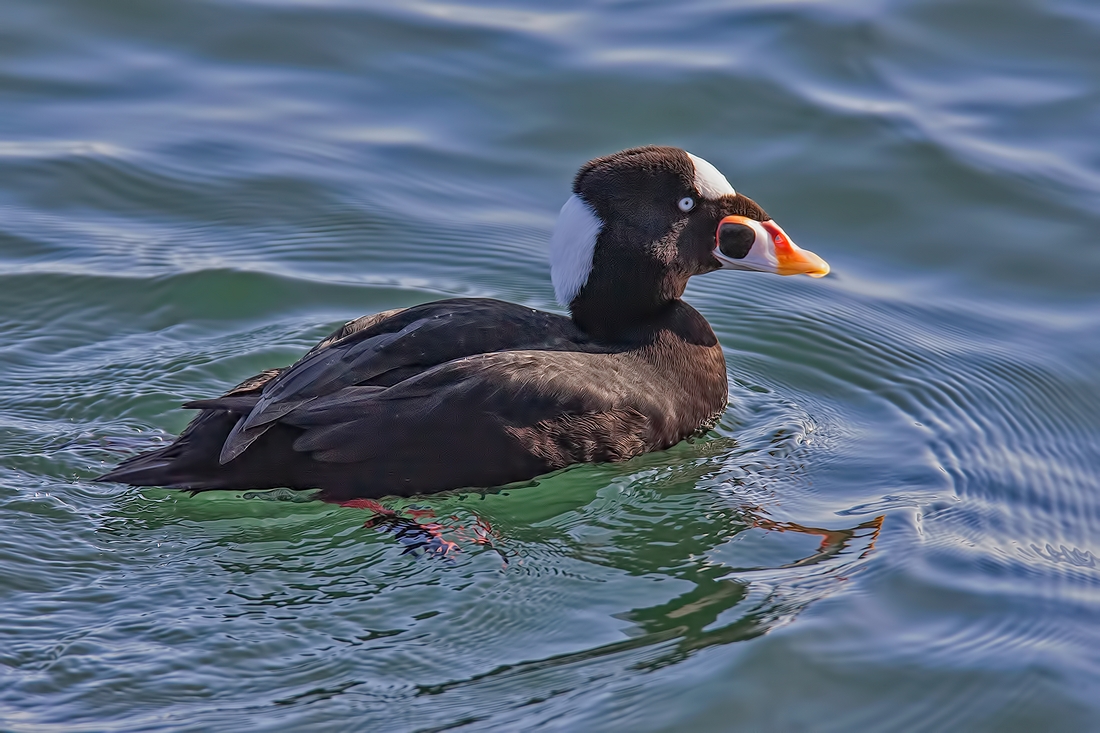 Surf Scoter (Male), White Rock, British Columbia