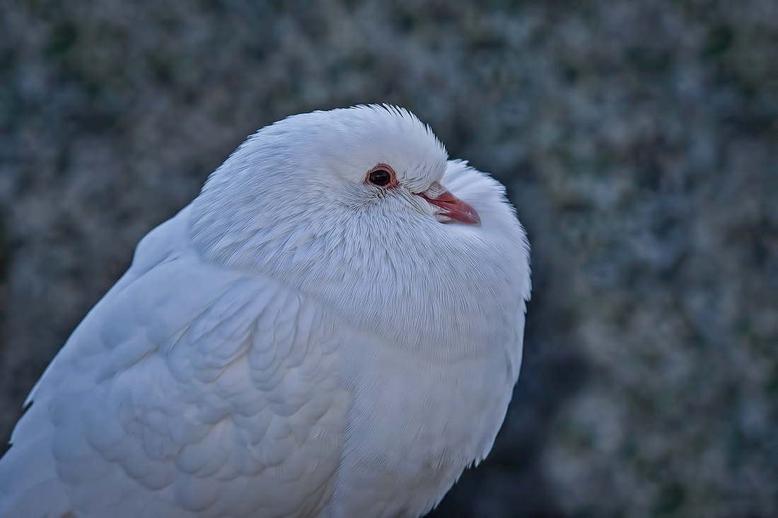 Rock Dove (Albino), White Rock, British Columbia