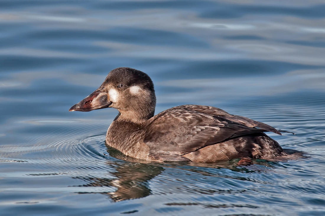 Surf Scoter (Female), White Rock, British Columbia