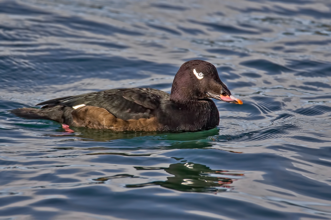 White-Winged Scoter (Male), White Rock, British Columbia