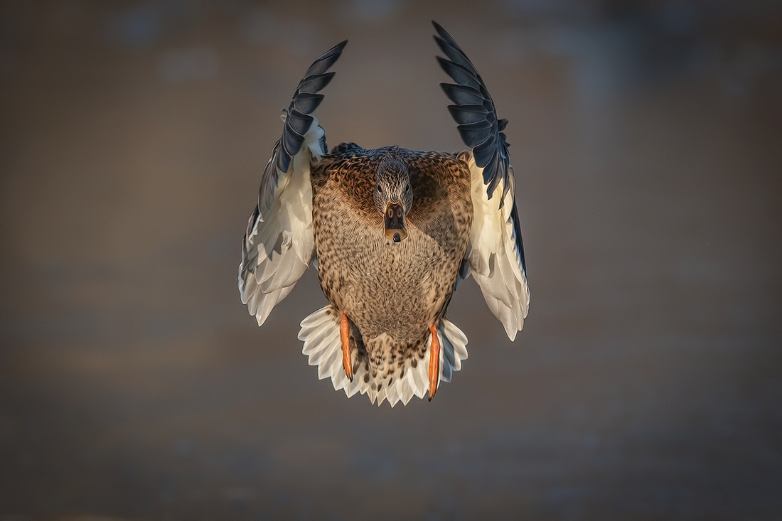 Mallard (Female), Lafarge Lake, Coquitlam, British Columbia