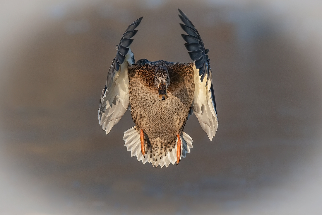 Mallard (Female), Lafarge Lake, Coquitlam, British Columbia