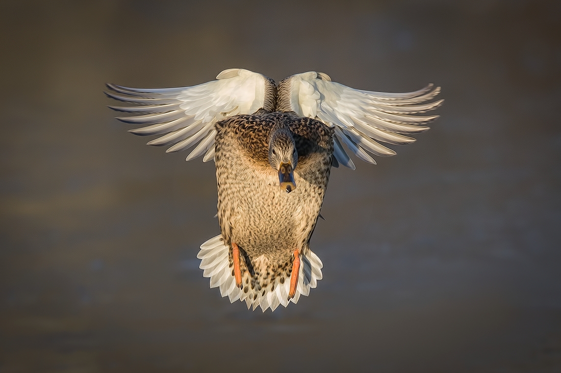 Mallard (Female), Lafarge Lake, Coquitlam, British Columbia