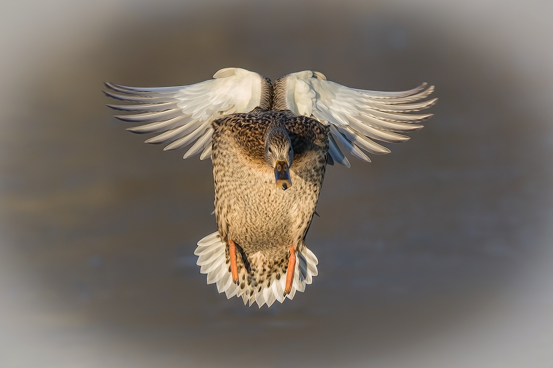 Mallard (Female), Lafarge Lake, Coquitlam, British Columbia