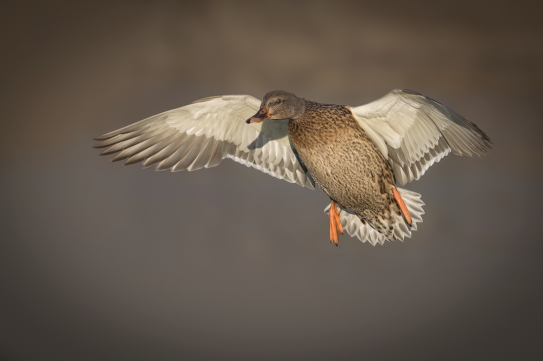 Mallard (Female), Lafarge Lake, Coquitlam, British Columbia