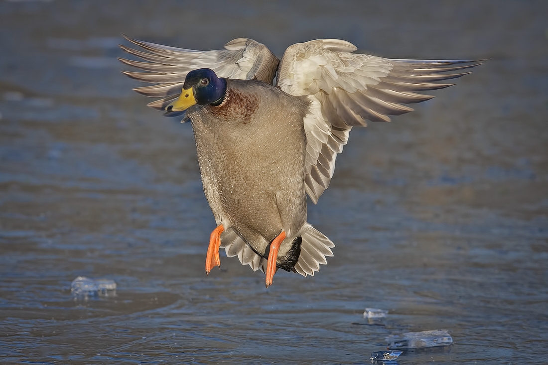 Mallard (Male), Lafarge Lake, Coquitlam, British Columbia