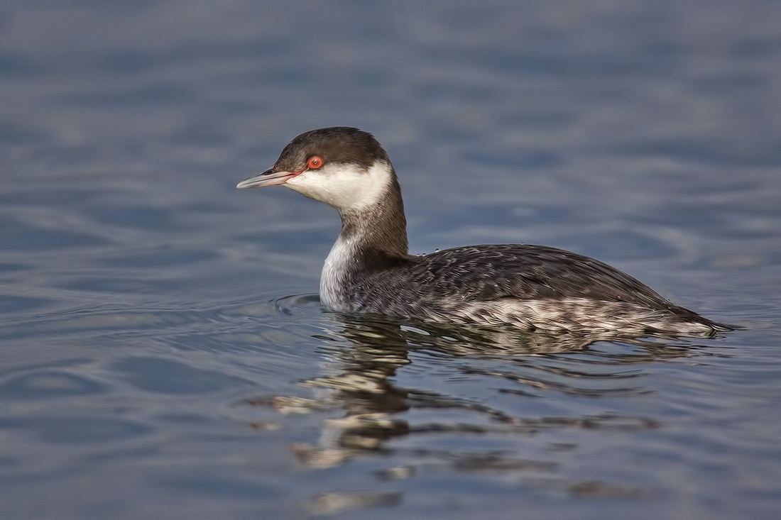 Eared Grebe, Blackie Spit Park, Crescent Beach, British Columbia