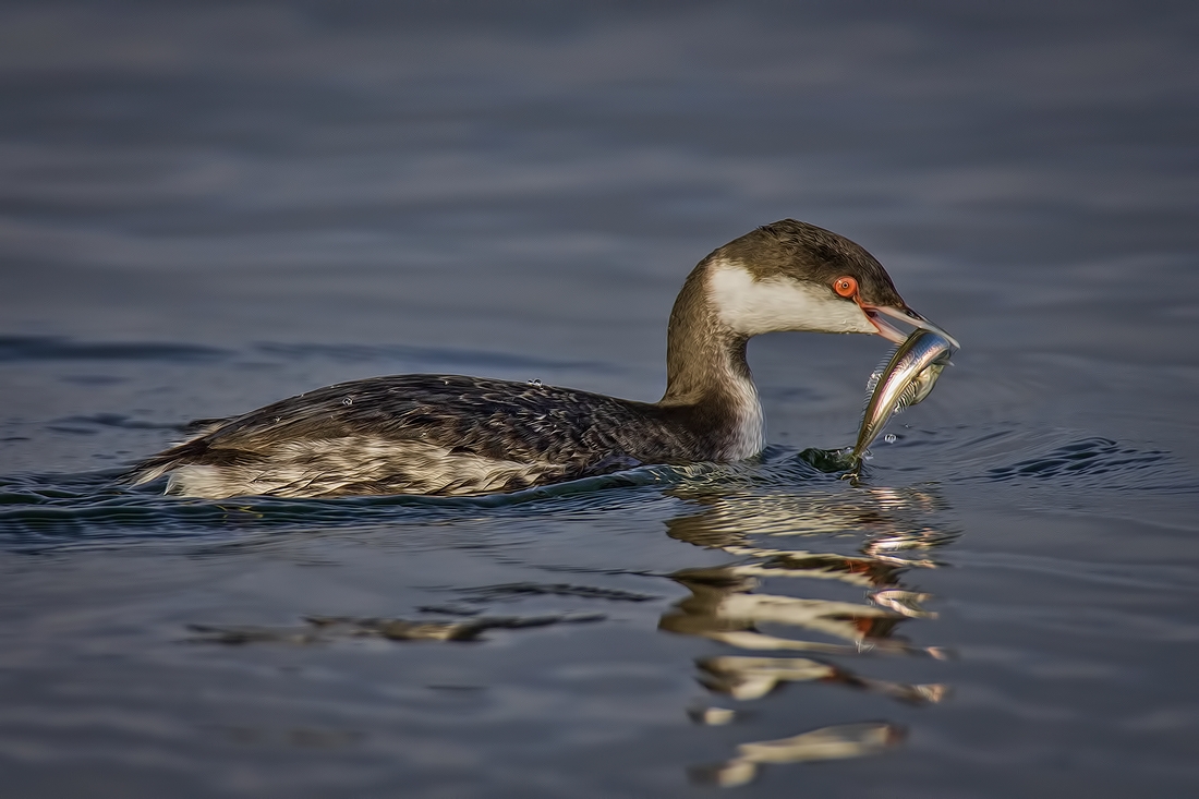 Eared Grebe, Blackie Spit Park, Crescent Beach, British Columbia