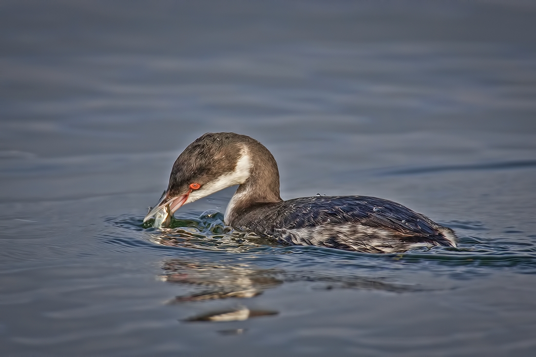 Eared Grebe, Blackie Spit Park, Crescent Beach, British Columbia