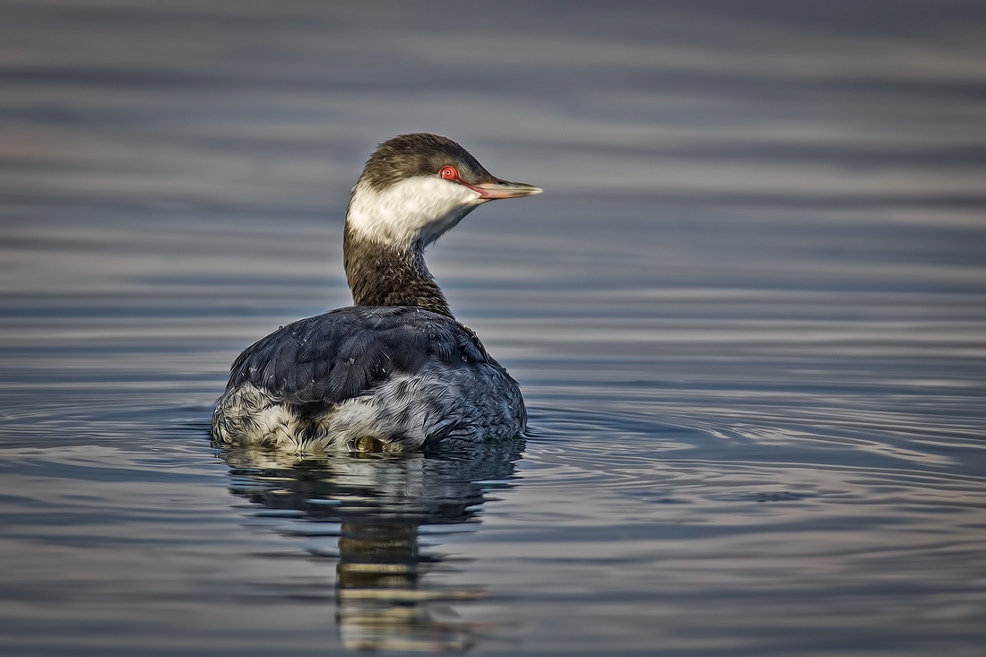 Eared Grebe, Blackie Spit Park, Crescent Beach, British Columbia