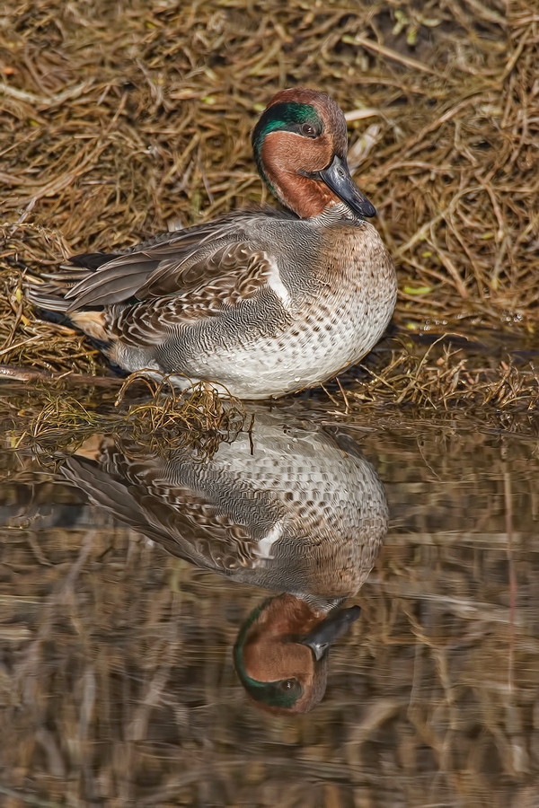 Green-Winged Teal (Male), Blackie Spit Park, Crescent Beach, British Columbia