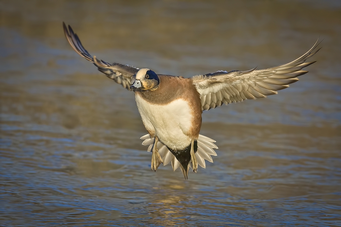 American Wigeon (Male), Lafarge Lake, Coquitlam, British Columbia