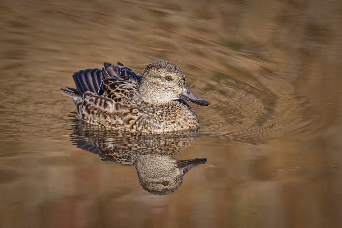 Green-Winged Teal (Female), Blackie Spit Park, Crescent Beach, British Columbia