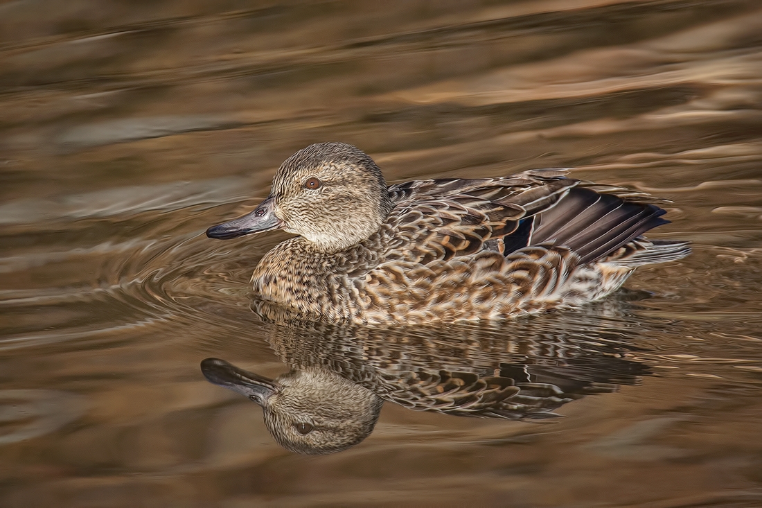 Green-Winged Teal (Female), Blackie Spit Park, Crescent Beach, British Columbia