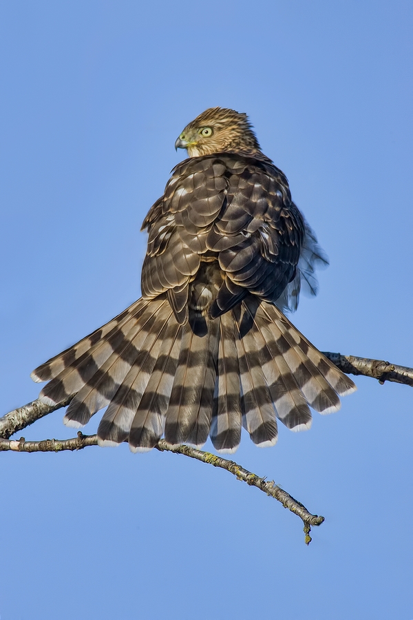 Cooper's Hawk, Blackie Spit Park, Crescent Beach, British Columbia