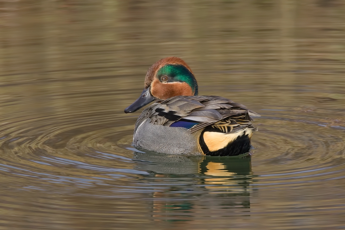 Green-Winged Teal (Male), Blackie Spit Park, Crescent Beach, British Columbia