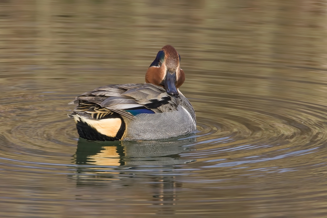 Green-Winged Teal (Male), Blackie Spit Park, Crescent Beach, British Columbia