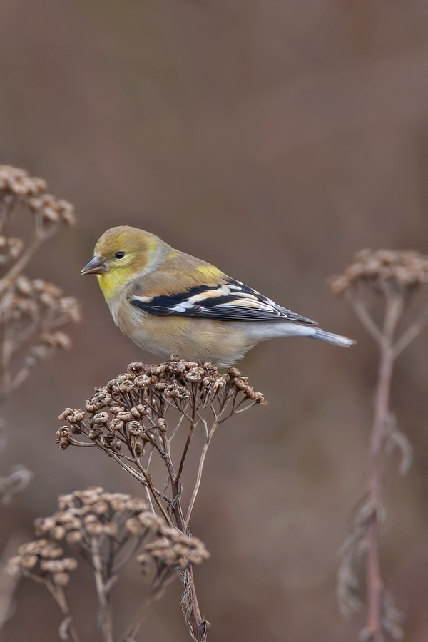 American Goldfinch (Juvenile), Blackie Spit Park, Crescent Beach, British Columbia