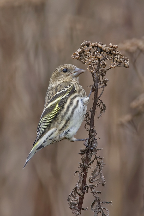 Pine Siskin, Blackie Spit Park, Crescent Beach, British Columbia