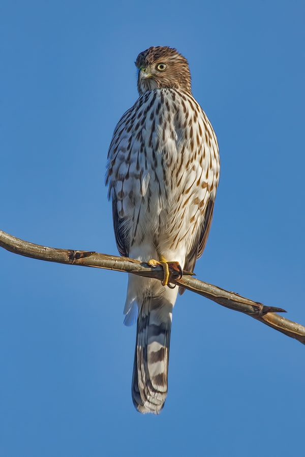 Cooper's Hawk, Blackie Spit Park, Crescent Beach, British Columbia