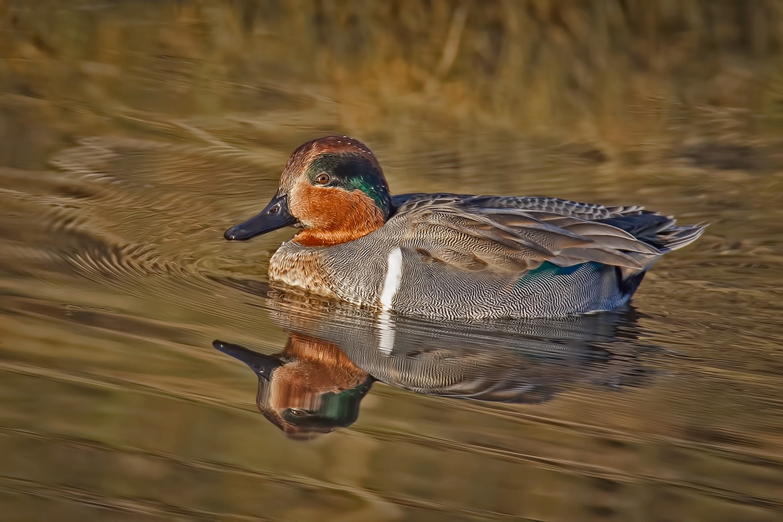 Green-Winged Teal (Male), Blackie Spit Park, Crescent Beach, British Columbia