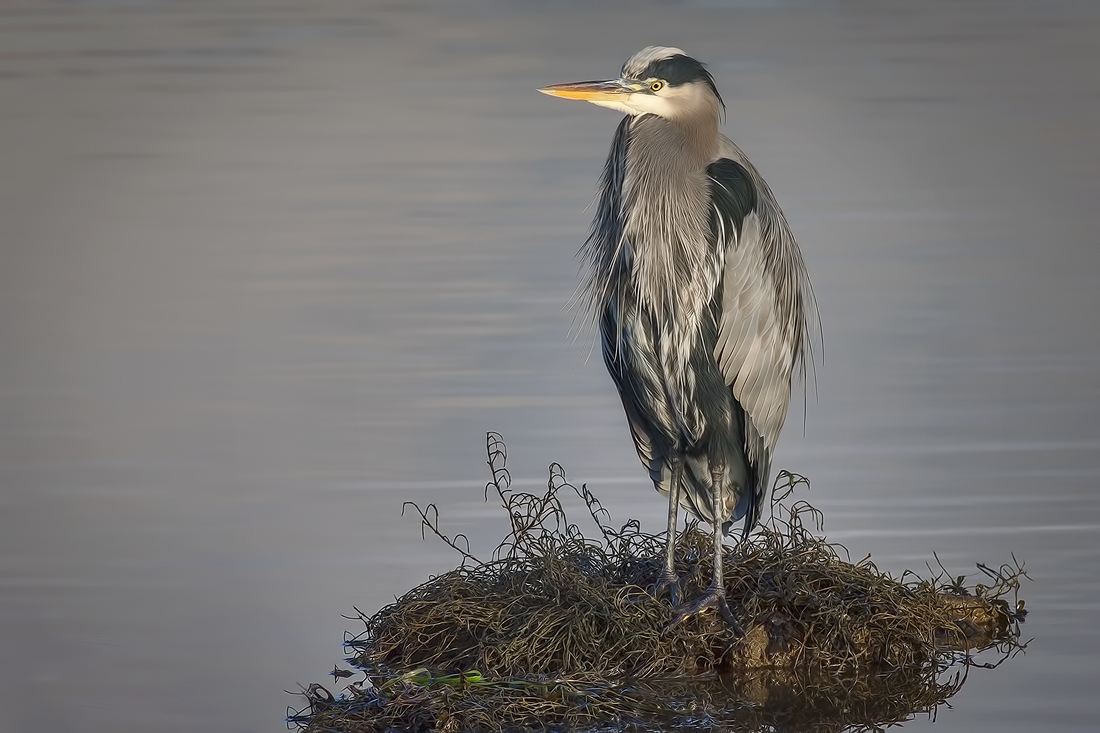 Great Blue Heron, Blackie Spit Park, Crescent Beach, British Columbia