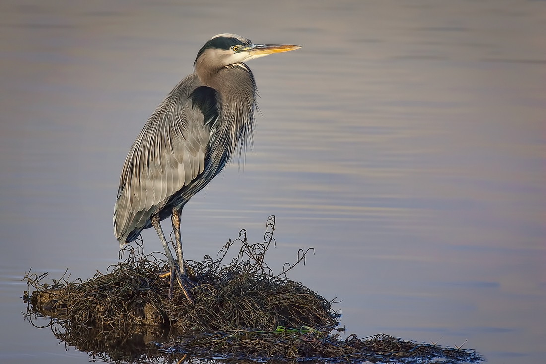 Great Blue Heron, Blackie Spit Park, Crescent Beach, British Columbia