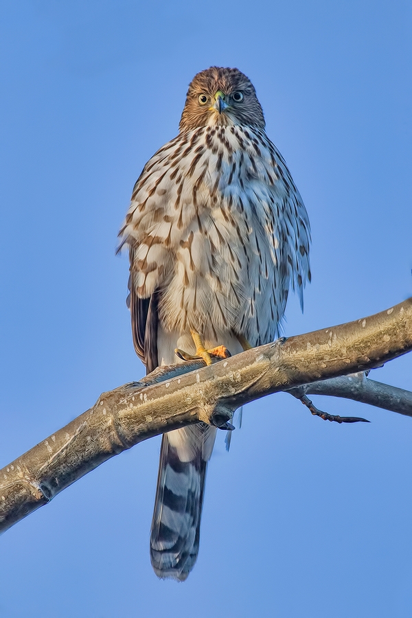 Cooper's Hawk, Blackie Spit Park, Crescent Beach, British Columbia