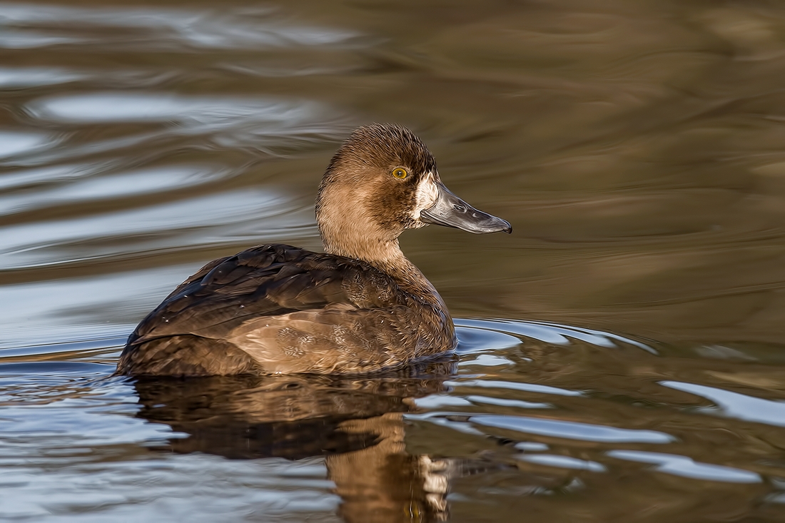 Lesser Scaup (Female), Burnaby Lake Regional Park (Piper Spit), Burnaby, British Columbia