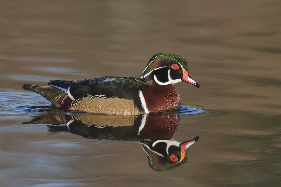 Wood Duck (Male), Burnaby Lake Regional Park (Piper Spit), Burnaby, British Columbia