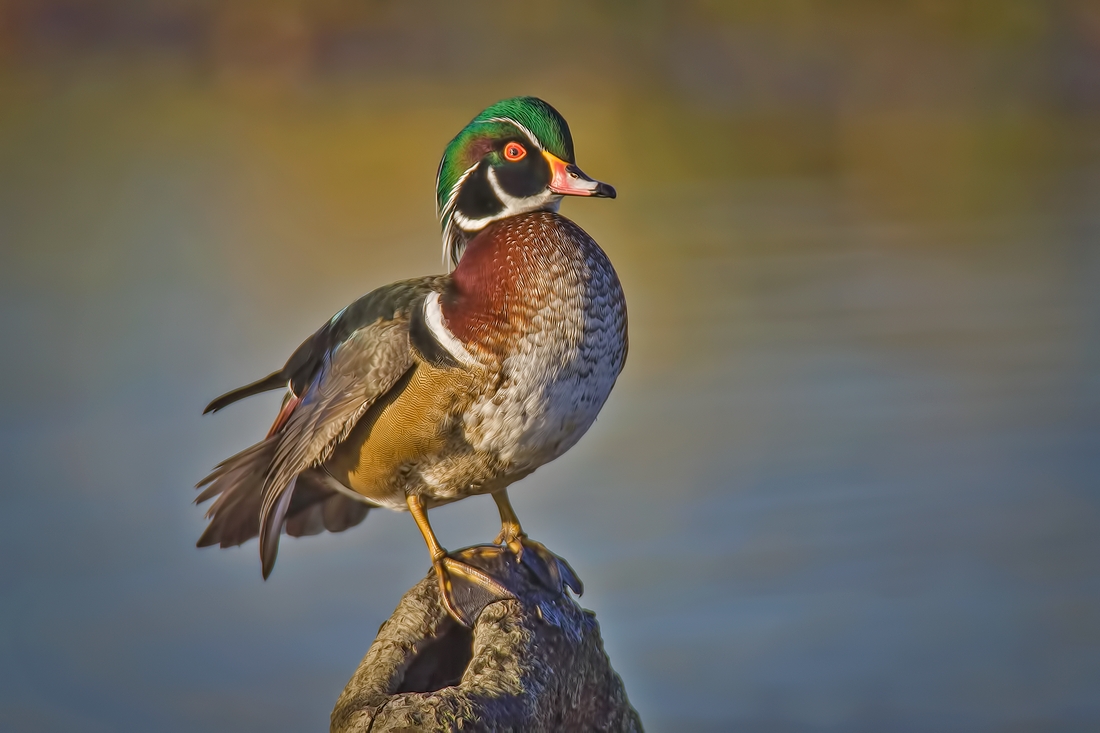 Wood Duck (Male), Burnaby Lake Regional Park (Piper Spit), Burnaby, British Columbia