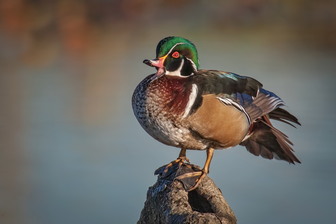 Wood Duck (Male), Burnaby Lake Regional Park (Piper Spit), Burnaby, British Columbia