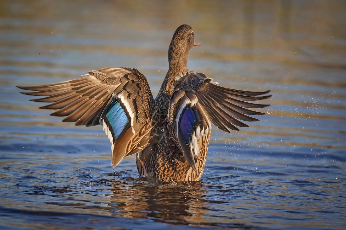 Mallard (Female), Burnaby Lake Regional Park (Piper Spit), Burnaby, British Columbia